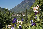 Blick von Blumenwiese auf das Dorf Algund (©Foto: Daniela Prossliner, Algund)